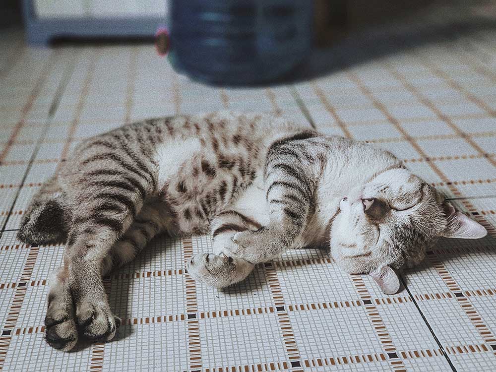 安心しきってお腹を見せて寝ている猫の写真